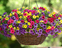 Mixed Calibrachoa Flower seeds for Planting Perfect for Borders Heirloom & GMO Free Seeds for Home Garden 
 
 Sale