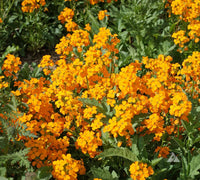 Orange Siberian Flower seeds for Planting - Bright Blooms, Heirloom & GMO Free Seeds for Home Garden
