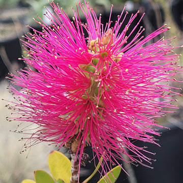 Pink Bottle Brush Flower seeds for Planting - Long Bloom Season, Heirloom & GMO Free Seeds for Home Garden