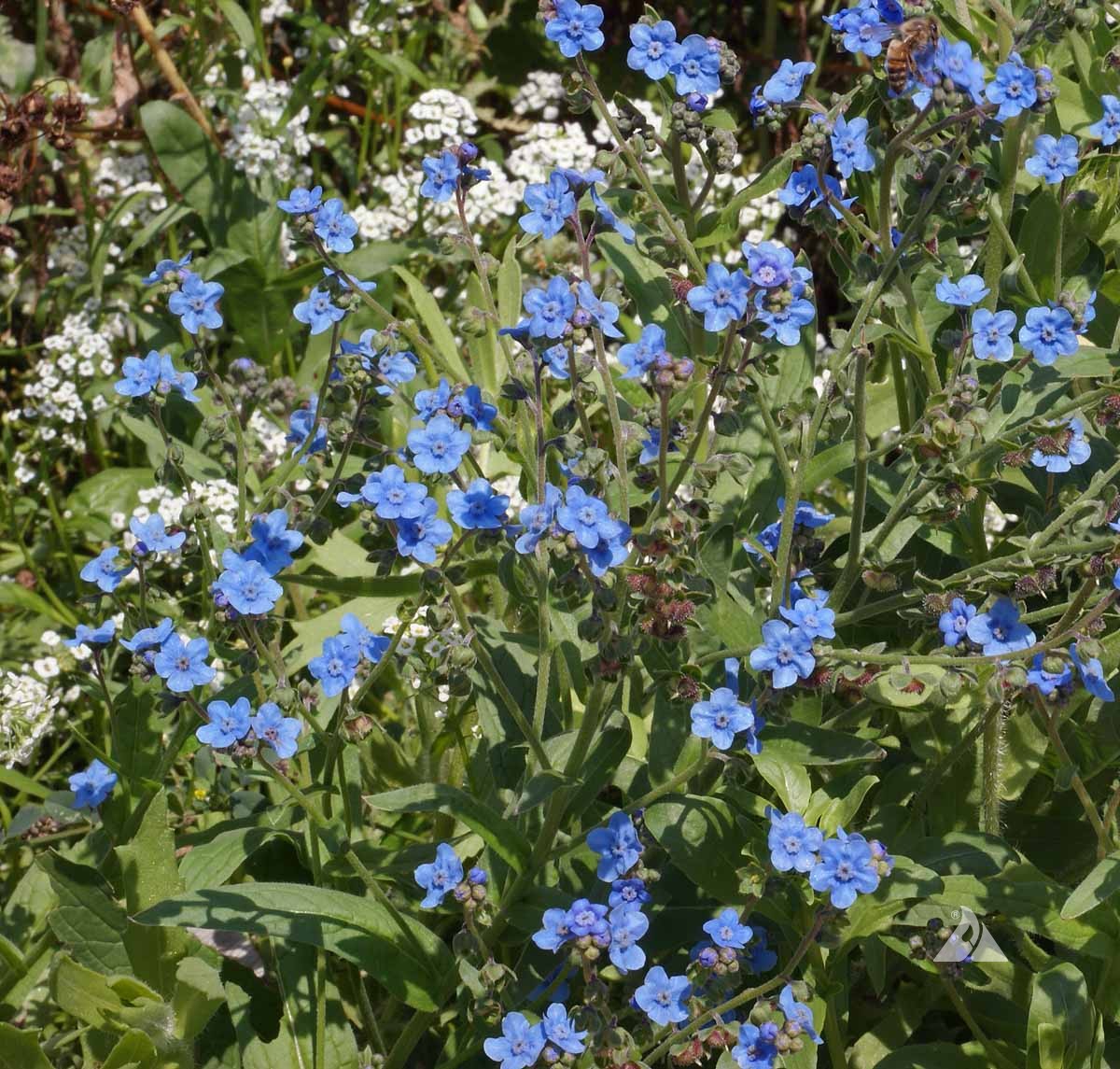 Cynoglossum Flower seeds for Planting - Hardy Variety, Heirloom & GMO Free Seeds for Home Garden