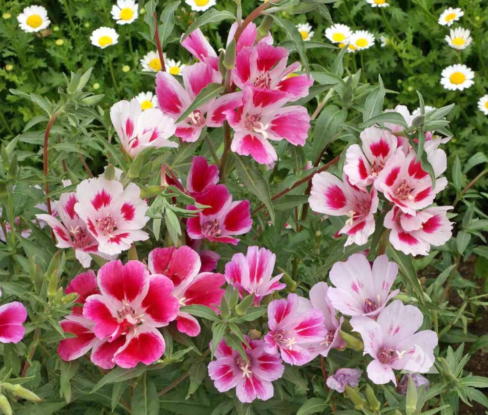 Mixed Godetia Flower seeds for Planting - Bright Blooms, Heirloom & GMO Free Seeds for Home Garden