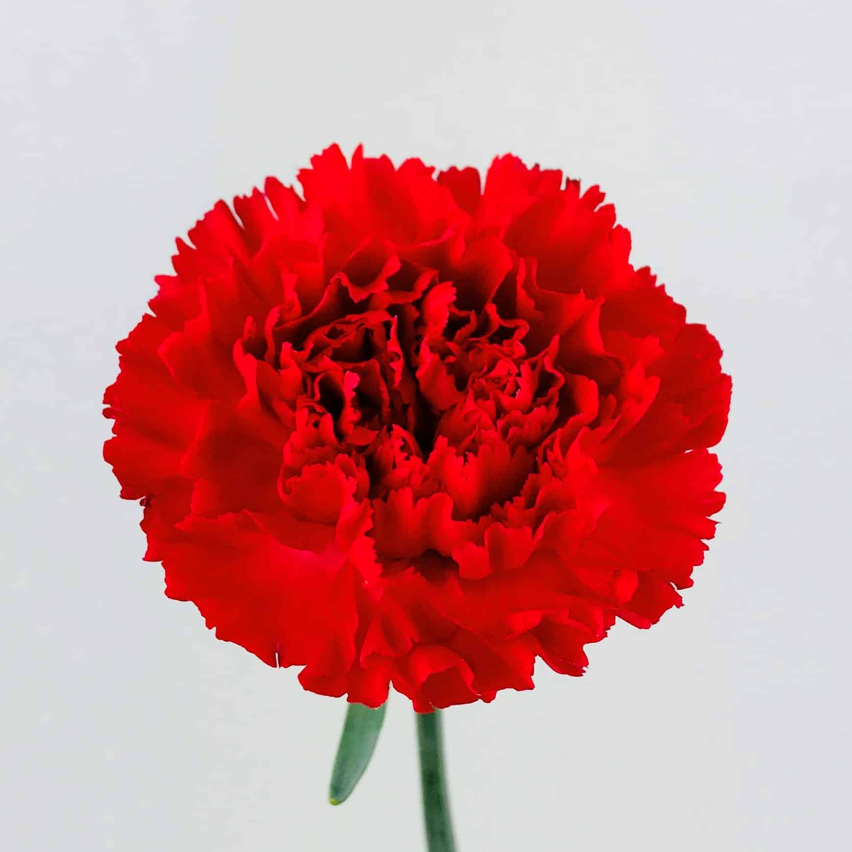 Red Carnation Flower Seeds Hardy Variety Heirloom & GMO Free Seeds for Home Garden
 
 Sale