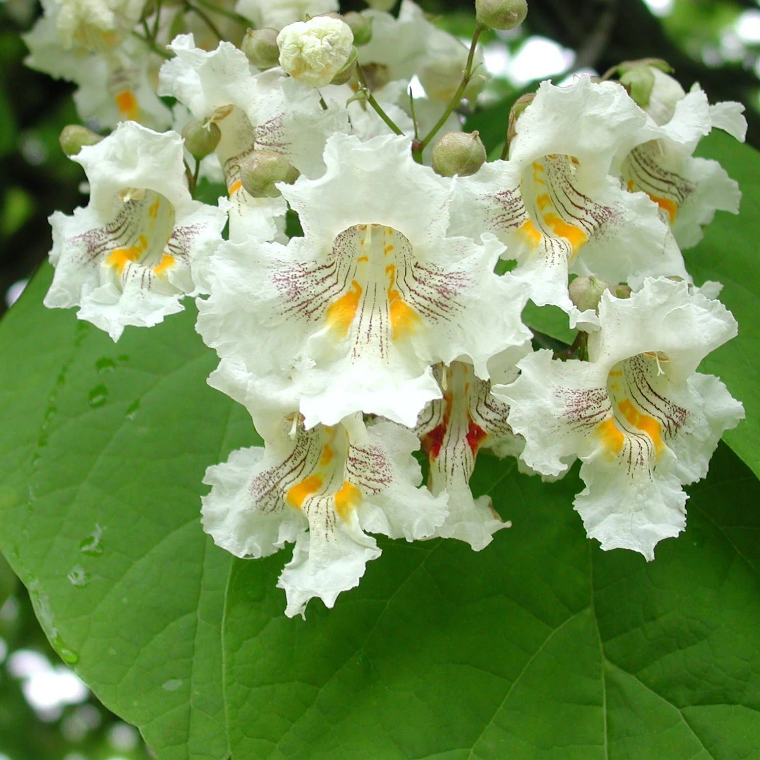 Heirloom Catalpa Flower seeds for Planting Pollinator Friendly Heirloom & GMO Free Seeds for Home Garden