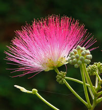 Albizia Julibrissin Flower seeds for Planting Low Maintenance Heirloom & GMO Free Seeds for Home Garden