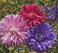 Mixed Chinese Aster Flower seeds for Planting - Drought Tolerant, Heirloom & GMO Free Seeds for Home Garden