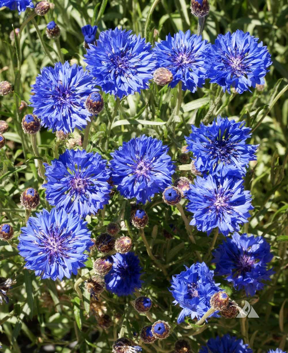 Blue Hankeanus Flower seeds for Planting - Wildflower Mix, Heirloom & GMO Free Seeds for Home Garden