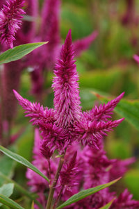 Purple Celosia Spicata Flower seeds for Planting - Easy to Grow, Heirloom & GMO Free Seeds for Home Garden