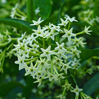 Queen of the Night or Cestrum nocturnum Flower seeds for Planting - Easy to Grow, Heirloom & GMO Free Seeds for Home Garden