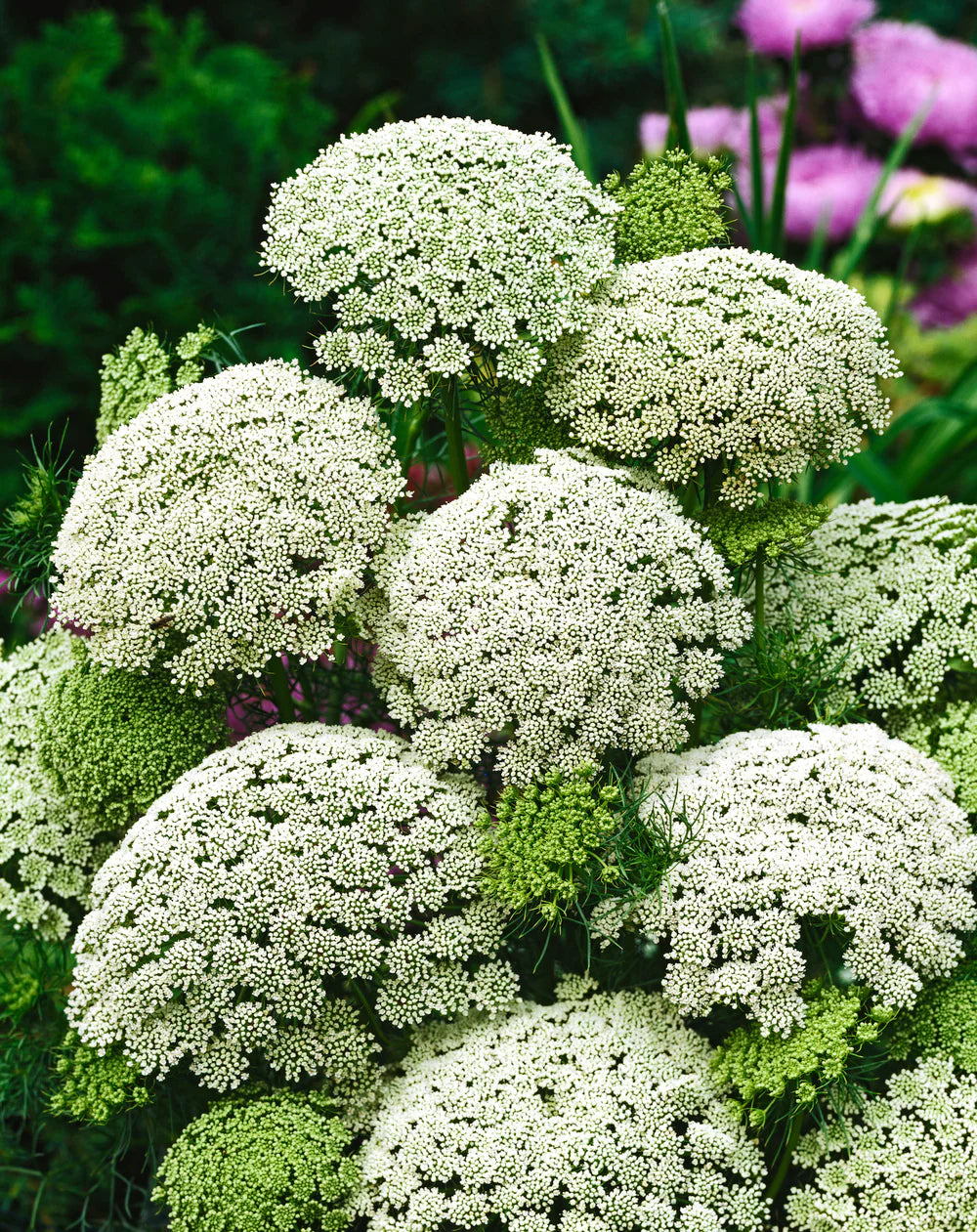 Ammi Visnage Flower seeds for Planting Shade Tolerant Heirloom & GMO Free Seeds for Home Garden