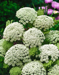 Ammi Visnage Flower seeds for Planting Shade Tolerant Heirloom & GMO Free Seeds for Home Garden