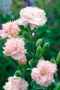 Pink White Carnation Seeds for Planting | Vibrant Annual Flower Seeds for Your Garden