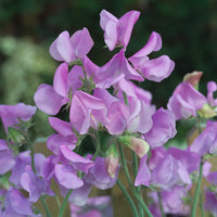 Lavender Sweet Pea Flower Seeds for Planting Wildflower Mix Heirloom & GMO Free Seeds for Home Garden
 
 Sale