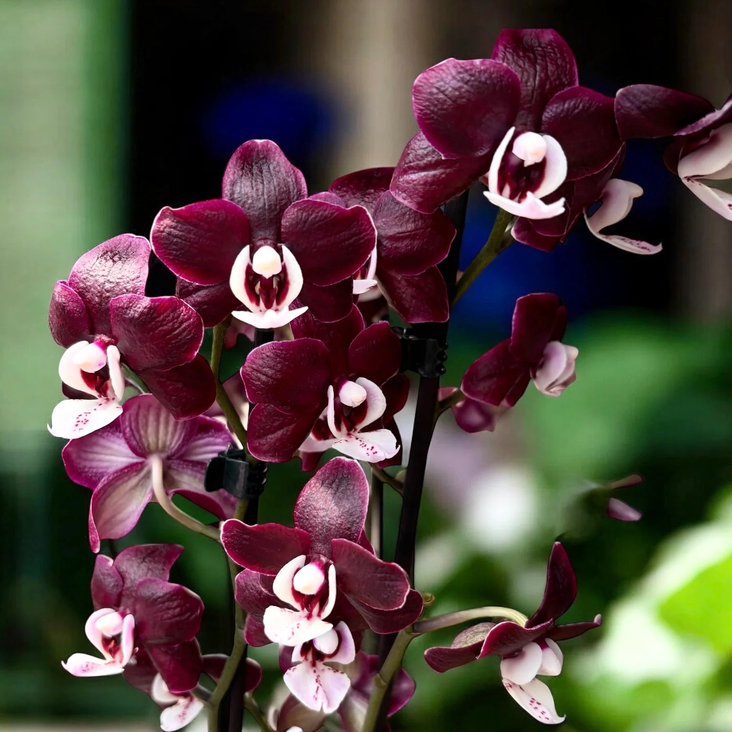 Chocolate Phalaenopsis Orchid Flower seeds for Planting - Perfect for Borders, Heirloom & GMO Free Seeds for Home Garden