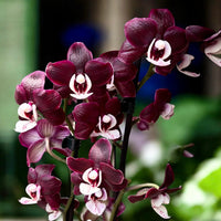 Chocolate Phalaenopsis Orchid Flower seeds for Planting - Perfect for Borders, Heirloom & GMO Free Seeds for Home Garden