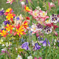 Mixed Aquilegia Flower seeds for Planting - Perfect for Borders, Heirloom & GMO Free Seeds for Home Garden