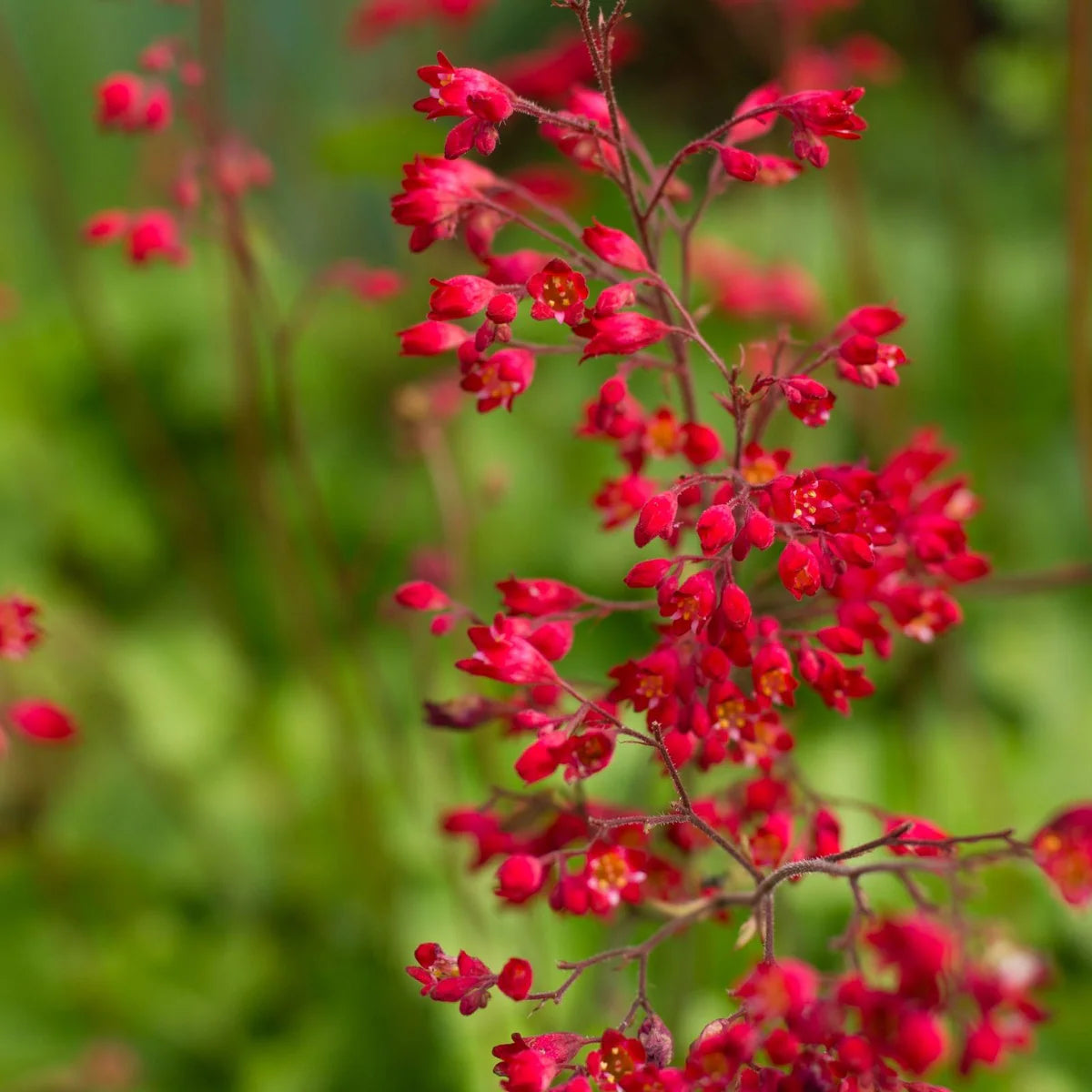 Red Heuchera Flower seeds for Planting - Perfect for Borders, Heirloom & GMO Free Seeds for Home Garden