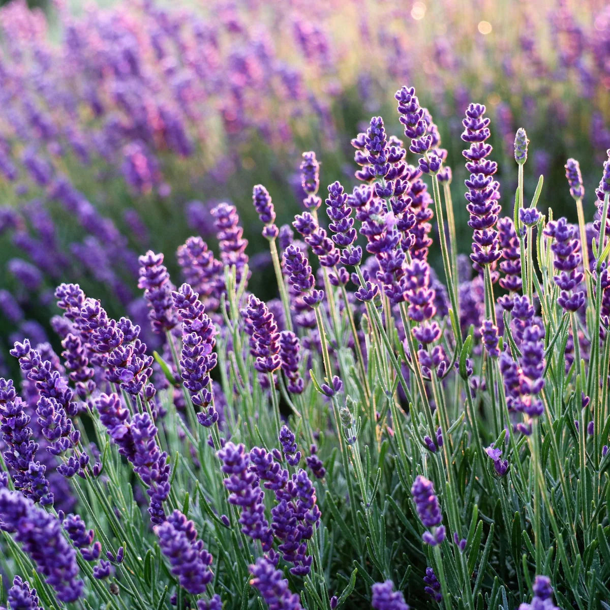Lavender Flower seeds for Planting - Premium Quality, Heirloom & GMO Free Seeds for Home Garden