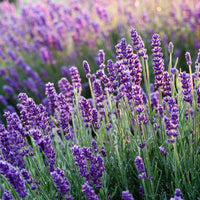 Lavender Flower seeds for Planting - Premium Quality, Heirloom & GMO Free Seeds for Home Garden