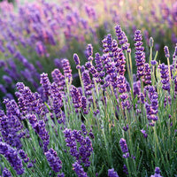 Lavanda Flower seeds for Planting - Cut Flower Favorite, Heirloom & GMO Free Seeds for Home Garden