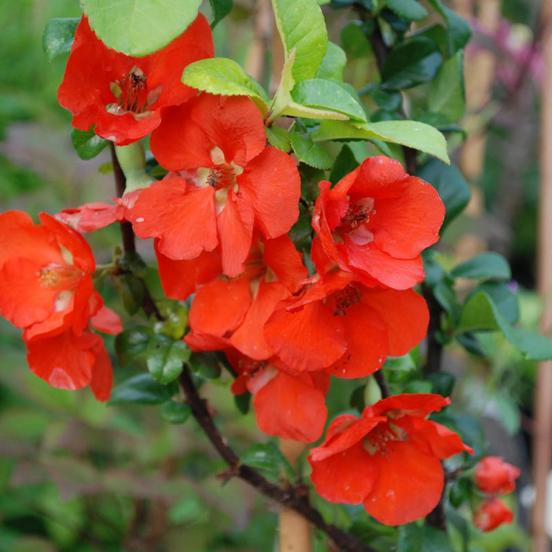 Orange Chaenomeles Flower Seeds for Planting  Vibrant Blooms