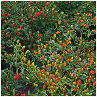 Pequin Vegetable Planting Seeds