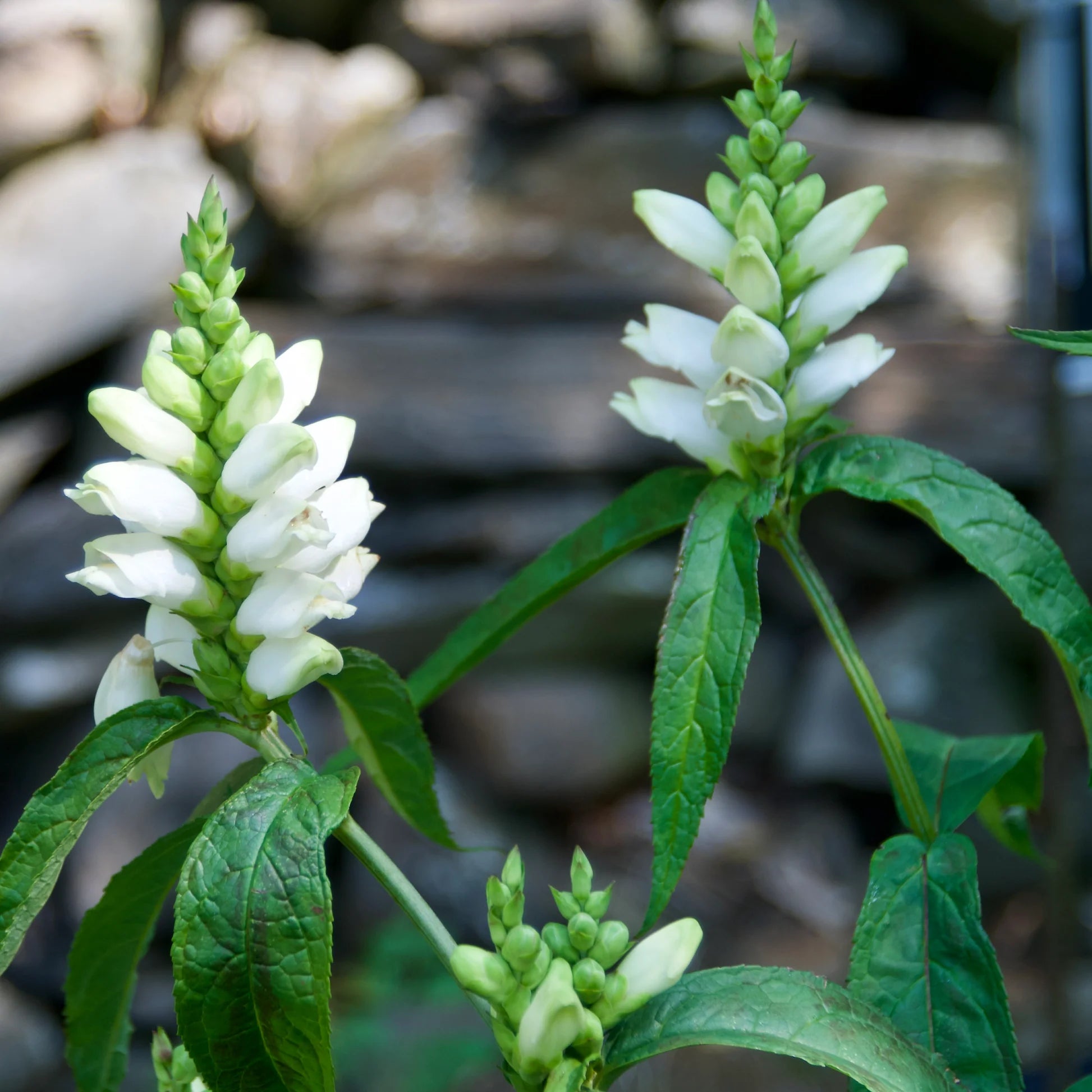 Chelone Glabra Flower seeds for Planting Cottage Garden Essential Heirloom & GMO Free Seeds for Home Garden 
 
 Sale