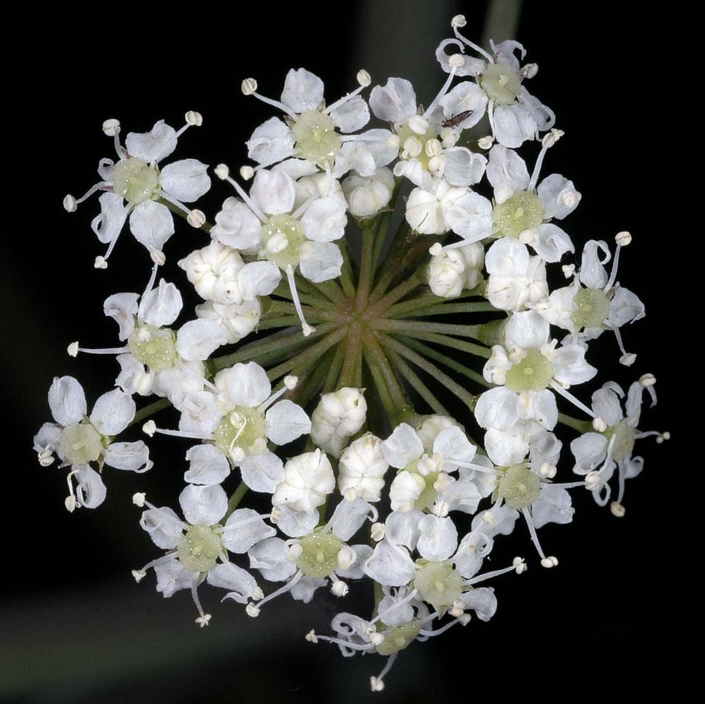 Cicuta Maculata Flower seeds for Planting Low Maintenance Heirloom & GMO Free Seeds for Home Garden