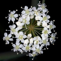 Cicuta Maculata Flower seeds for Planting Low Maintenance Heirloom & GMO Free Seeds for Home Garden