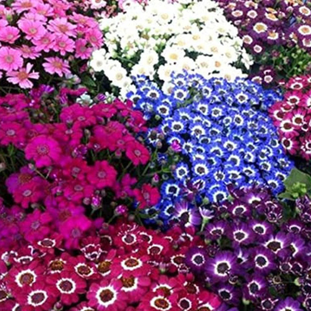 Mix Cineraria Flower seeds for Planting - Drought Tolerant, Heirloom & GMO Free Seeds for Home Garden