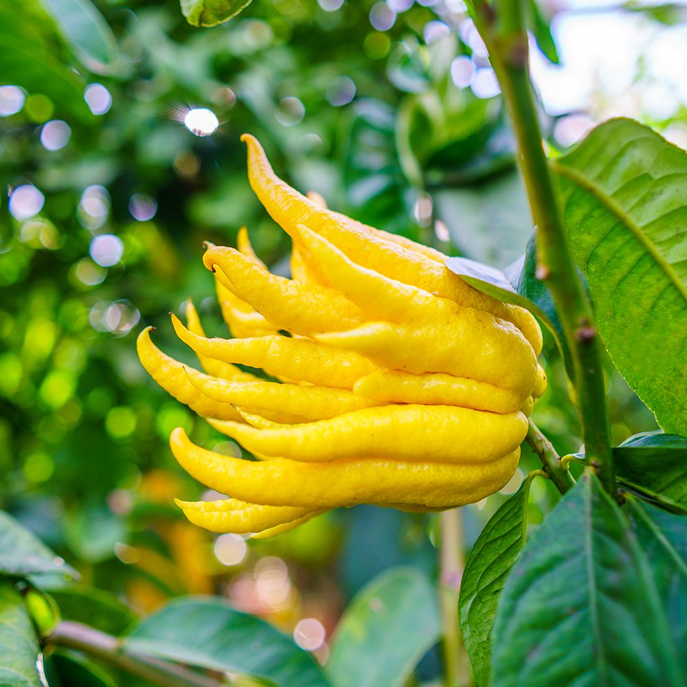Sarcodactylis Seeds for Easy Planting, Quality Seeds for Your Garden