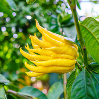 Sarcodactylis Seeds for Easy Planting, Quality Seeds for Your Garden