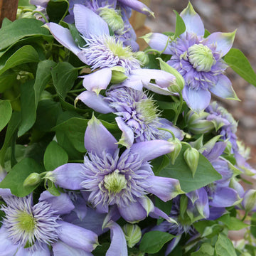 Violet Red Clematis Flower seeds for Planting Bright Blooms Heirloom & GMO Free Seeds for Home Garden
