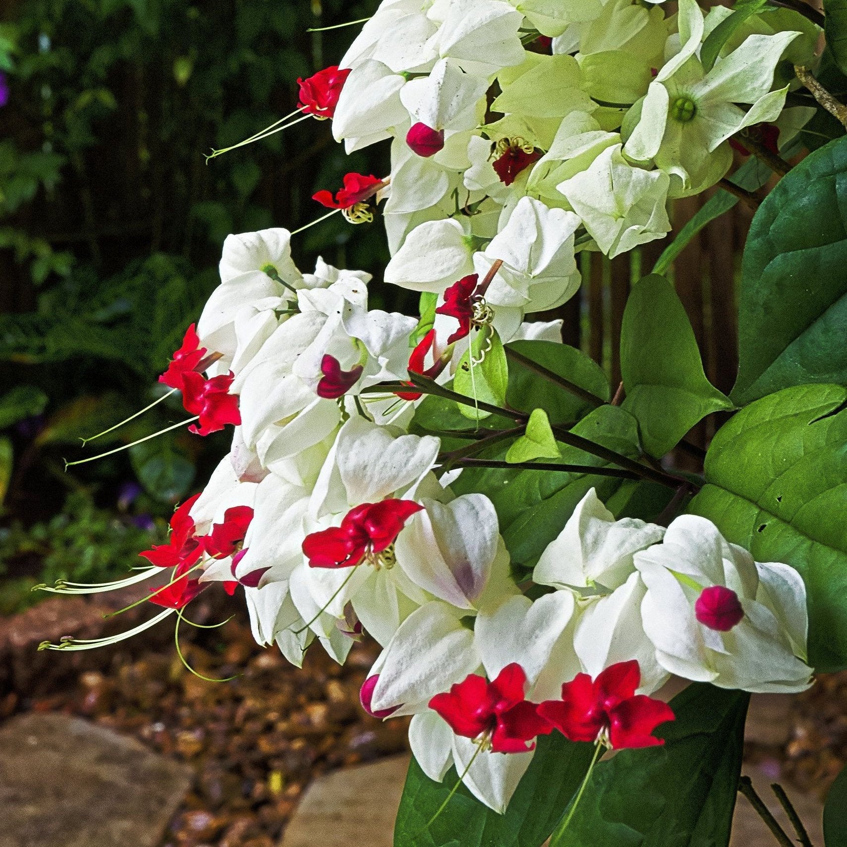 White Red Clerodendrum Thomsonii Flower Planting - Seed for Striking Blooms and Lush Growth in Your Garden