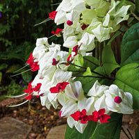 White Red Clerodendrum Thomsonii Flower Planting - Seed for Striking Blooms and Lush Growth in Your Garden