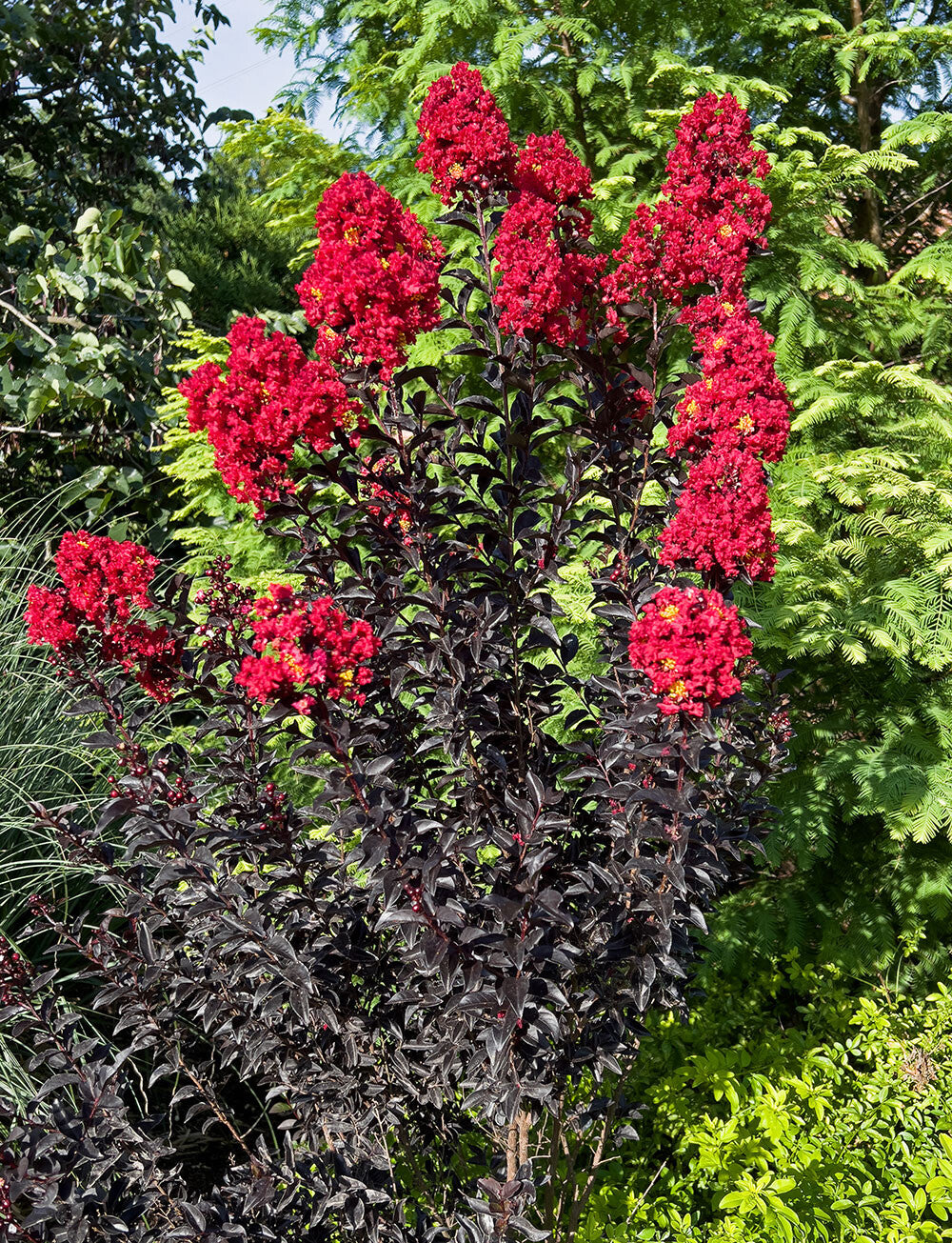 Mixed Crape Myrtle Seeds for Planting