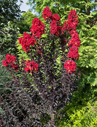 Mixed Crape Myrtle Seeds for Planting