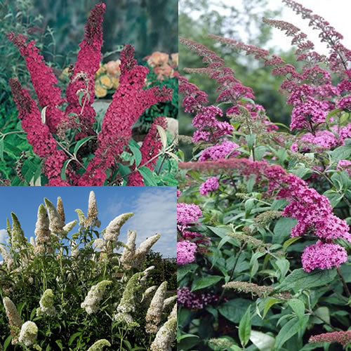 Mix Butterfly Bush Seeds for Planting - Vibrant Flower Mix for Butterfly Gardens, Easy to Grow