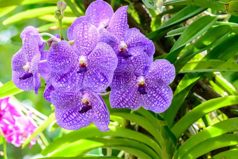 Purple Ascocentrum Flower seeds for Planting - Low Maintenance, Heirloom & GMO Free Seeds for Home Garden