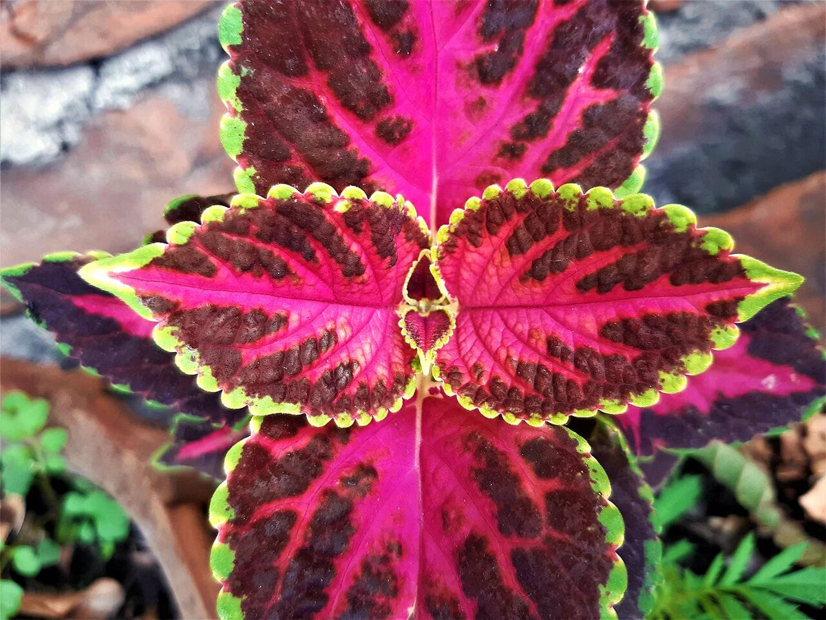 Heirloom Coleus Flower seeds for Planting Shade Tolerant Heirloom & GMO Free Seeds for Home Garden
