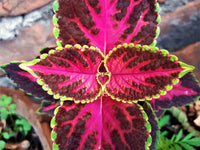 Heirloom Coleus Flower seeds for Planting Shade Tolerant Heirloom & GMO Free Seeds for Home Garden