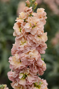 Peach Matthiola Incana Flower seeds for Planting - Low Maintenance, Heirloom & GMO Free Seeds for Home Garden
