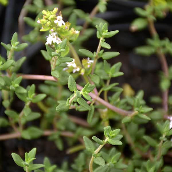 Green Thymus Serpyllum Flower seeds for Planting - Seasonal Bloomer, Heirloom & GMO Free Seeds for Home Garden