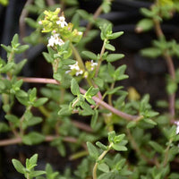 Green Thymus Serpyllum Flower seeds for Planting - Seasonal Bloomer, Heirloom & GMO Free Seeds for Home Garden