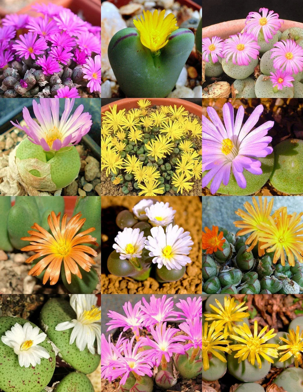Mixed Conophytum Hammeri Flower seeds for Planting - Pollinator Friendly, Heirloom & GMO Free Seeds for Home Garden