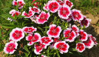 Heirloom Dianthus Flower seeds for Planting Premium Quality Heirloom & GMO Free Seeds for Home Garden