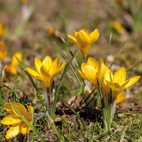 Crocus Sativus Yellow Flower seeds for Planting - Garden Favorite, Heirloom & GMO Free Seeds for Home Garden
