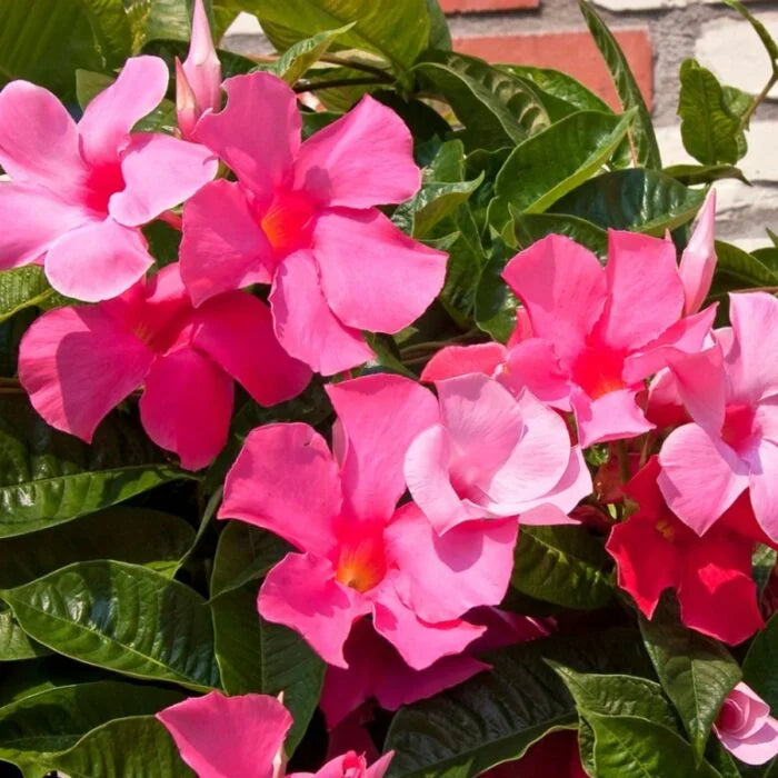 Light Pink Mandevilla Sanderi Flower Seeds for Planting Ideal for Home Garden GMO Free Seeds 
 
 Sale