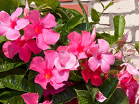 Mandevilla Flower seeds for Planting - Wildflower Mix, Heirloom & GMO Free Seeds for Home Garden