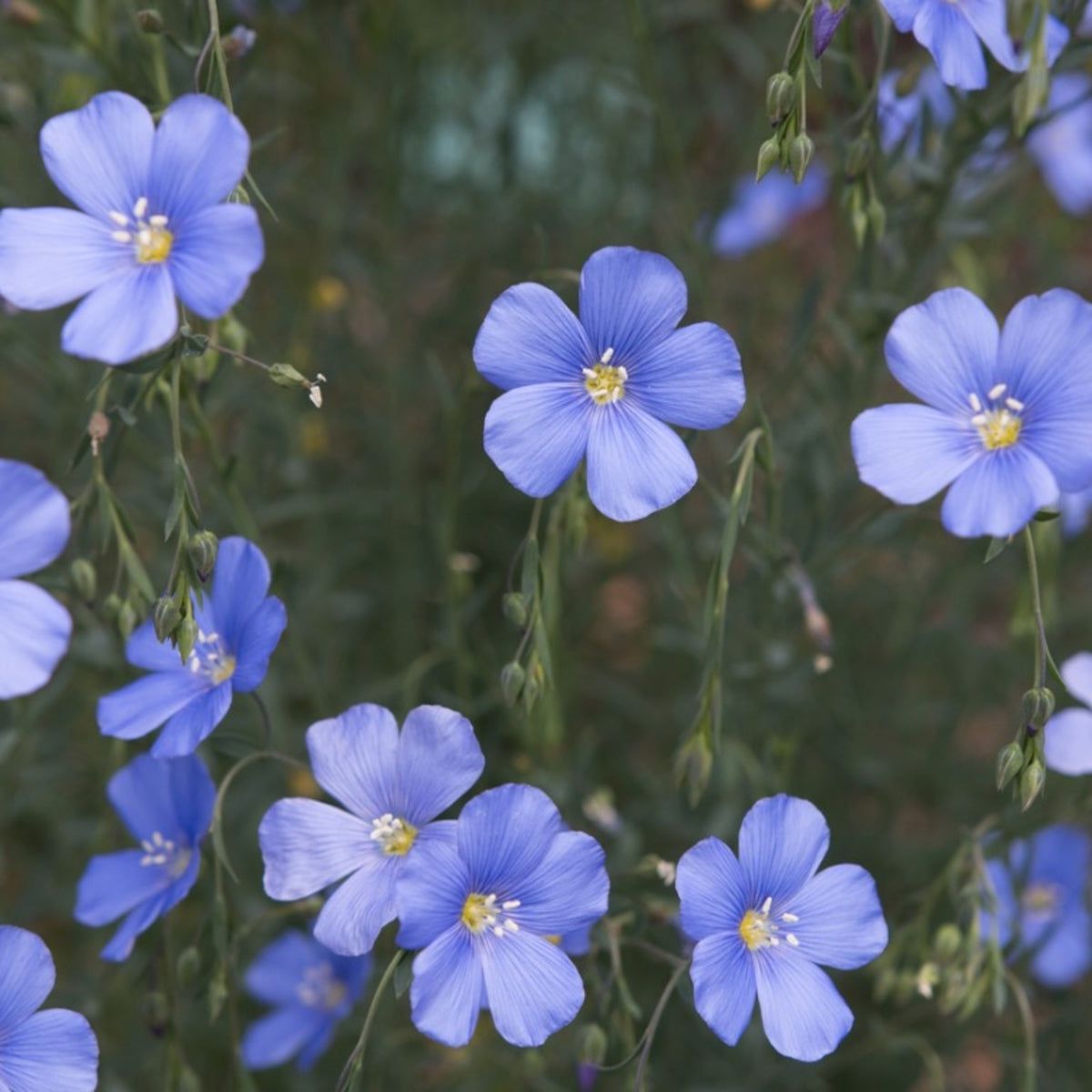 Flax Flower seeds for Planting - Vibrant Colors, Heirloom & GMO Free Seeds for Home Garden