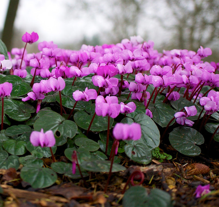 Cyclamen Violet  Flower Seeds Planting